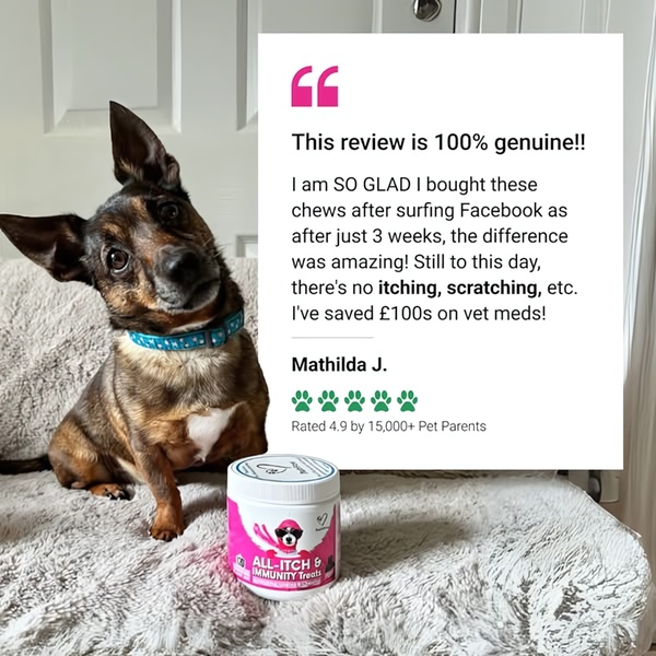 A square-format static ad featuring a dog sitting next to a container of All-Itch & Immunity Treats, overlaid with a highly readable customer review.